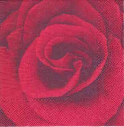 Rote Rose (25) (E)